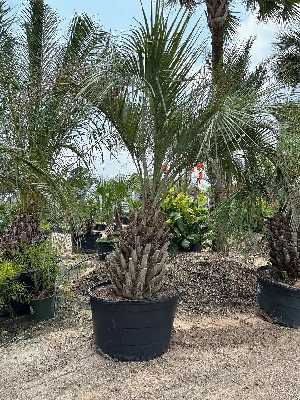 Palm tree in a black pot, surrounded by other potted plants and wood chips.
