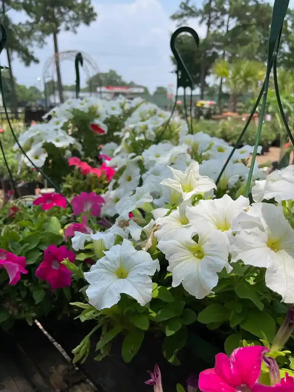 White and pink petunias in hanging baskets at a nursery.