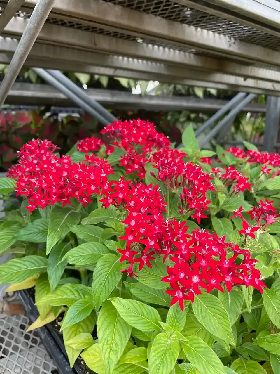 Red pentas flowers in bloom with bright green leaves.