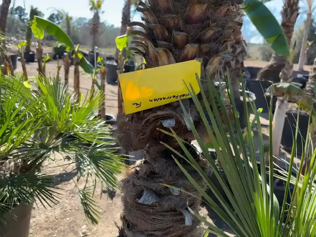 Palm tree trunk with a yellow tag in a plant nursery.