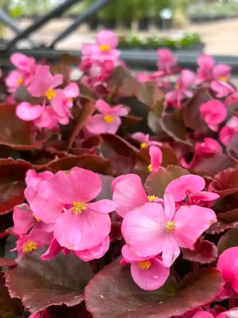 Pink Begonia flowers with dark reddish-brown leaves.