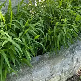 Rosehill Palms - The Best Native Plants for Houston Landscaping
 - Inland Sea Oats