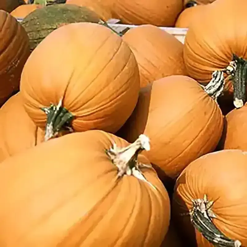 Orange pumpkins piled together; autumn harvest.
