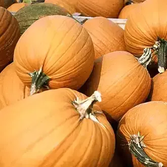 Orange pumpkins piled together; some with green stems.