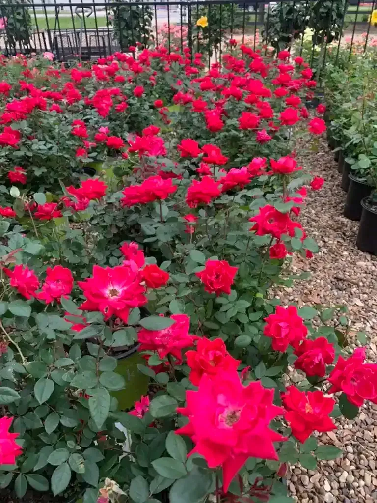 Red Knock out rose bushes in full bloom next to a gravel path and black metal fence.