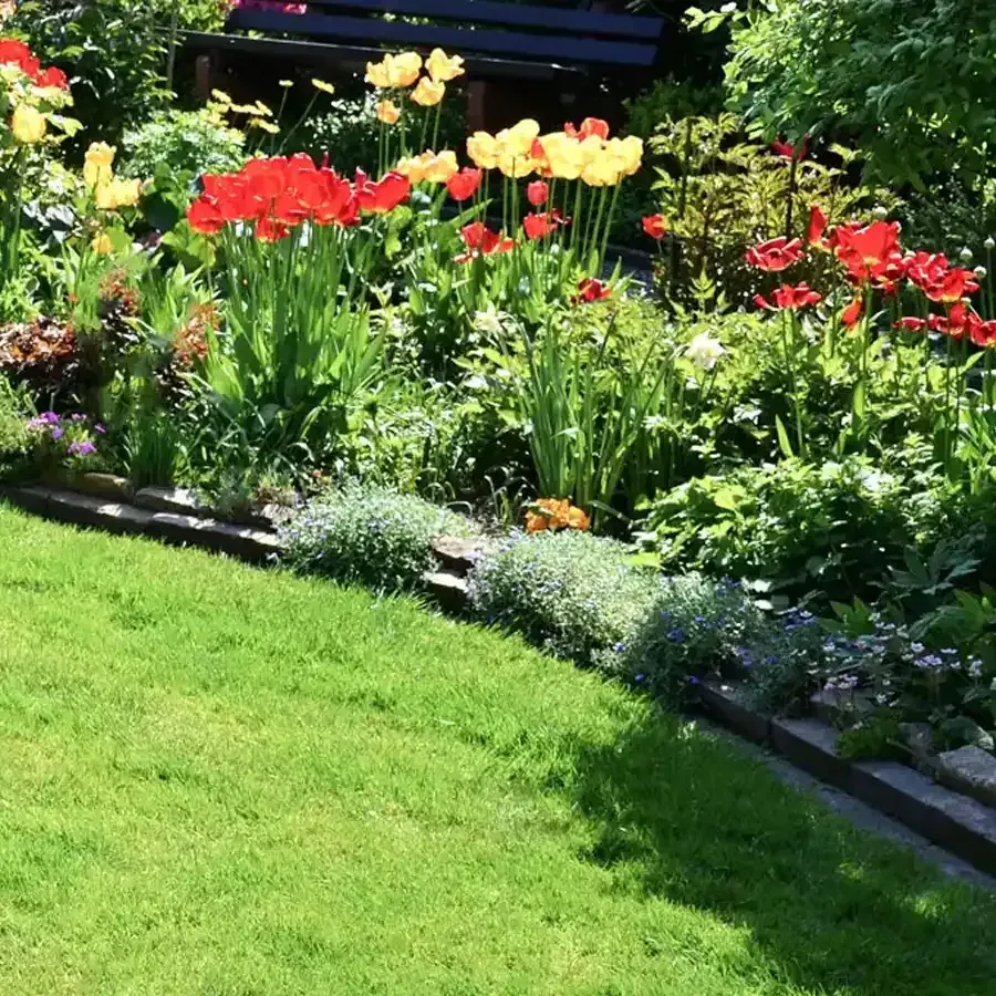 Lush garden with red and yellow tulips, green grass, and a black bench.