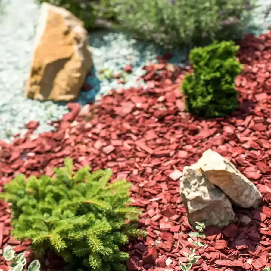 Red mulch garden with small green shrubs and tan rocks.