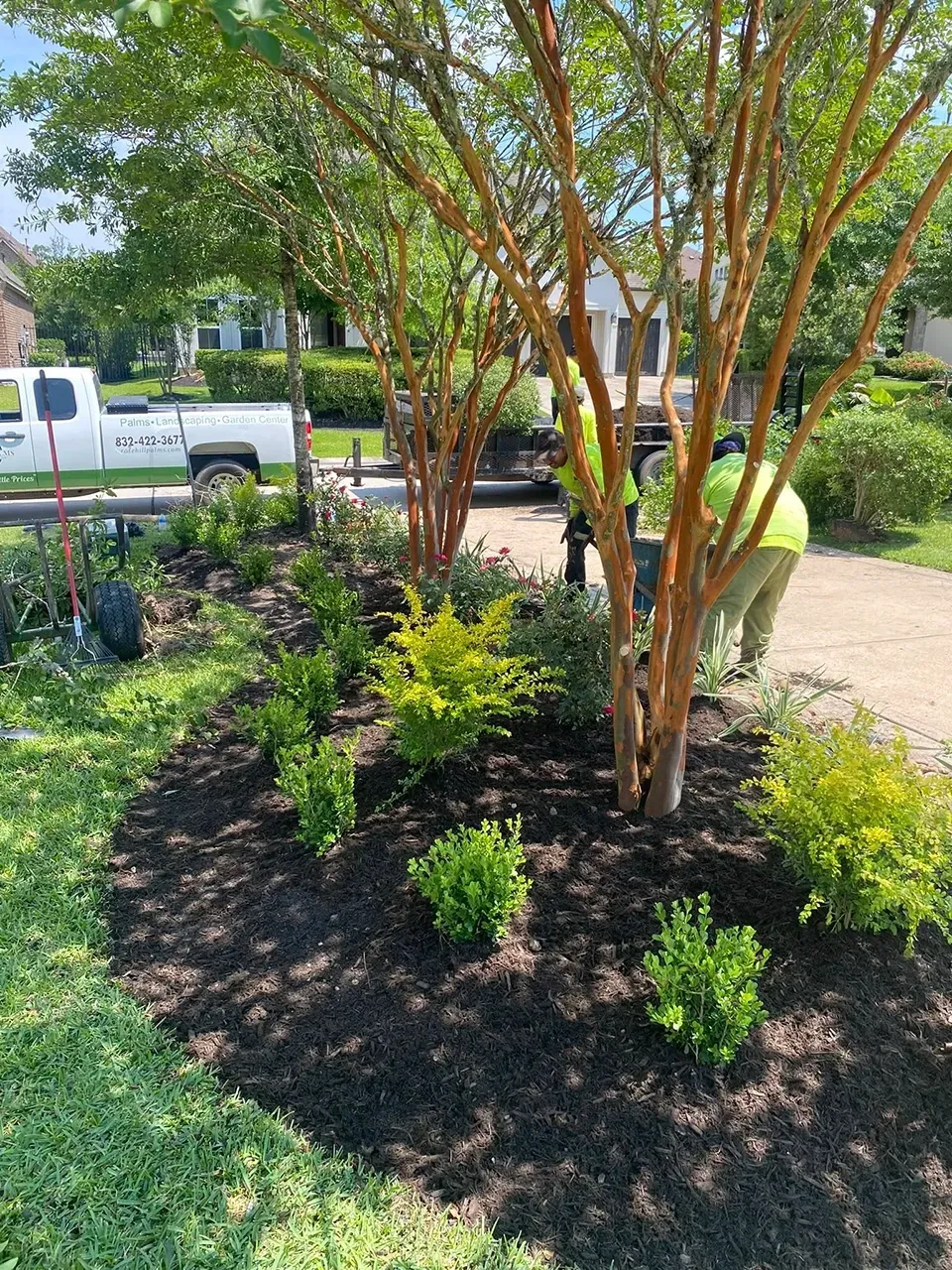 Landscaped garden bed with a multistem tree, shrubs, mulch, and a pickup truck parked by the street