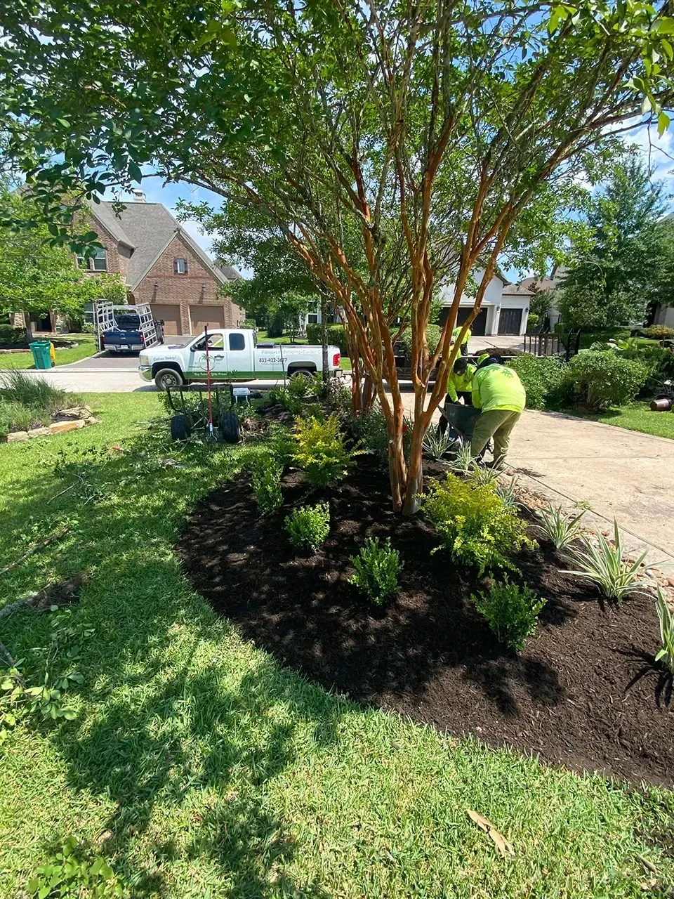 Person mulching a landscaped tree bed in a sunny suburban front yard