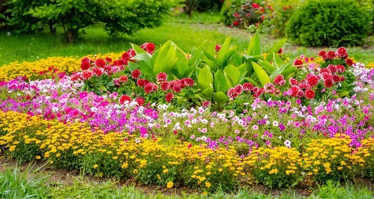 A colorful flower bed with yellow, pink, and red blooms surrounded by green grass.
