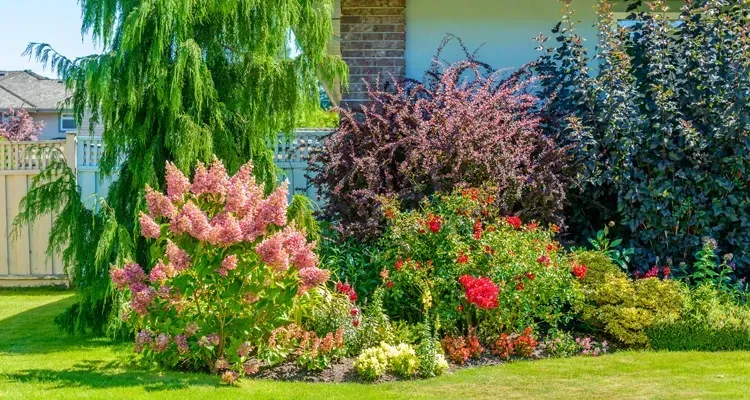 A colorful garden bed with various flowering bushes, green shrubs, and a weeping tree in front of a house.