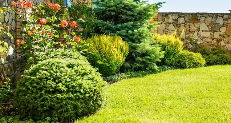 Lush green lawn with various evergreen shrubs and colorful flowers against a stone wall.
