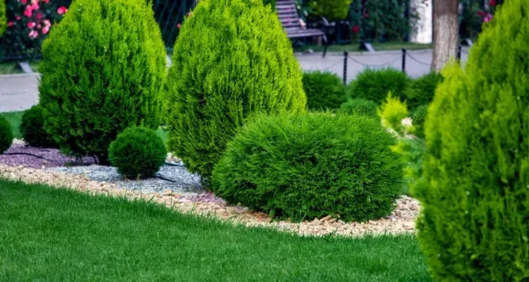 Green, manicured shrubs and lawn in a garden bed with gravel edging.