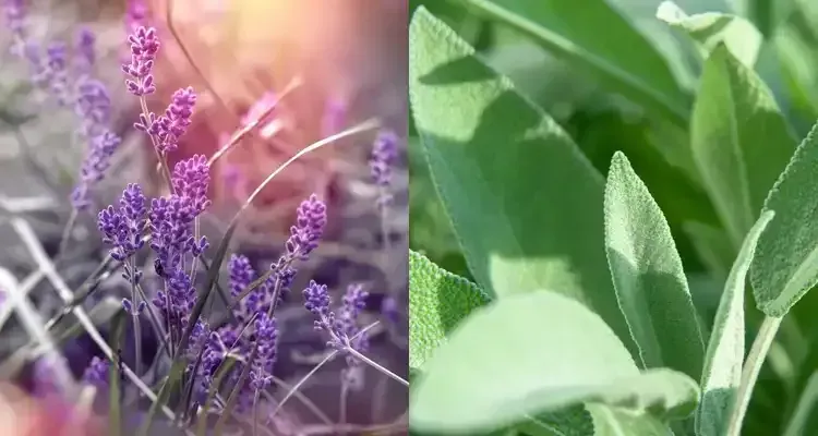 Rosehill Palms plant pairings - Lavender and Salvia