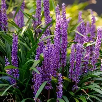 Rosehill Palms - Create Timeless, Traditional Landscaping with Classic Plants - Magnolia and Live Oak