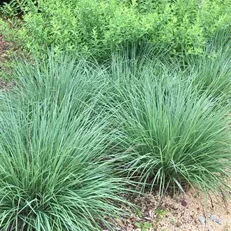 Rosehill Palms - The Best Native Plants for Houston Landscaping
 - Little Bluestem