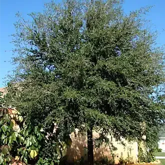 Rosehill Palms - The Best Native Plants for Houston Landscaping
 - Live Oak