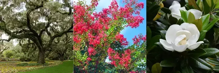 Rosehill Palms Houston Spring 2025 Landscaping - Live oak, crape myrtle, and Southern magnolia