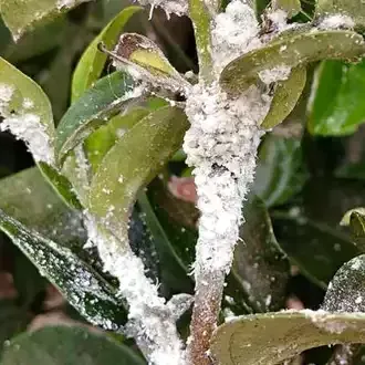 Rosehill Palms - How to Grow and Care for Yucca Plants - Mealybugs