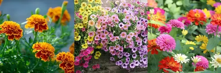 Rosehill Palms Houston Spring 2025 Landscaping - Marigolds, Petunias and Zinnias