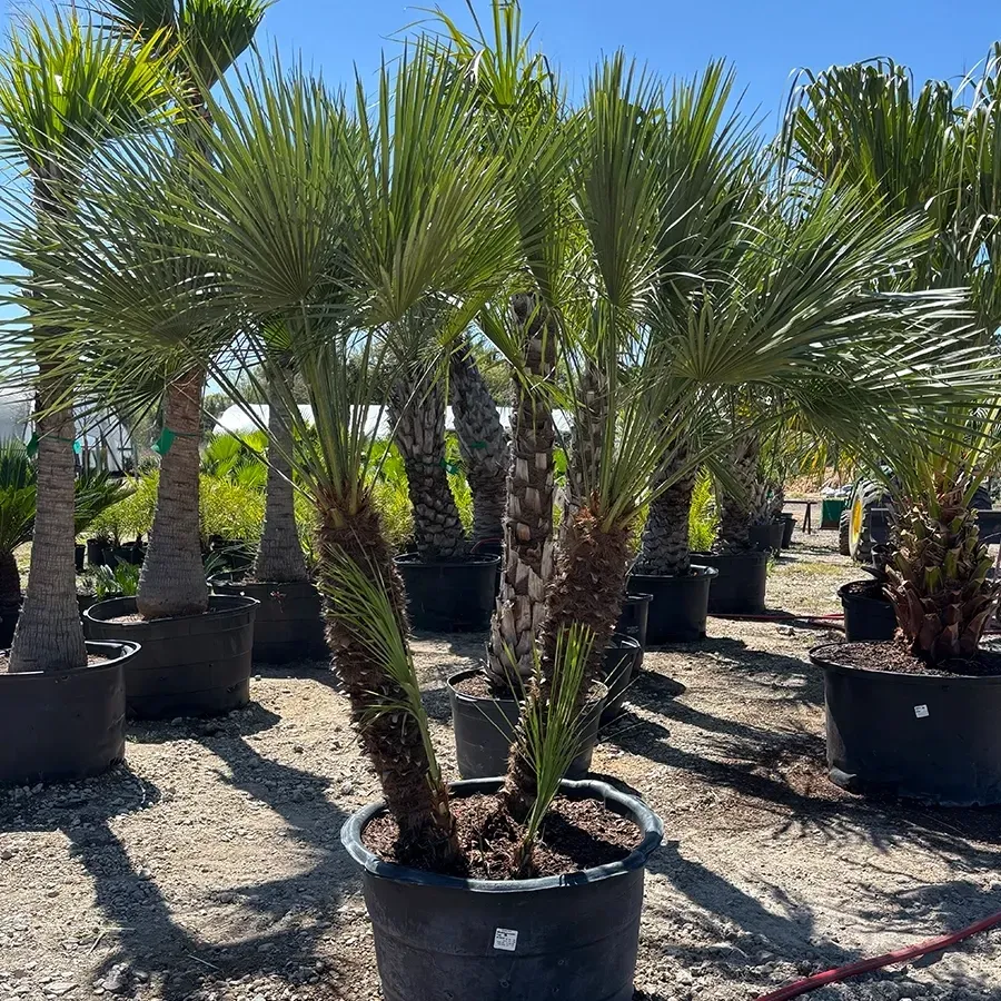 Potted palm trees in a sunny outdoor nursery