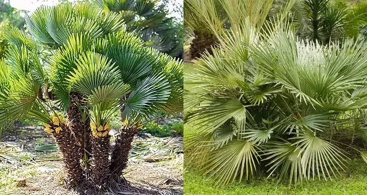 Rosehill Palms - How to Pick Plants for a Modern Landscape - Mediterranean Fan Palm and Dwarf Palmetto