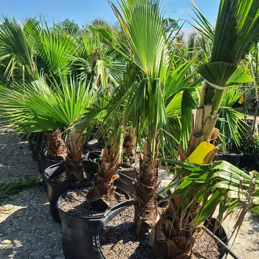 Potted palm trees in black containers at an outdoor nursery under bright sunlight