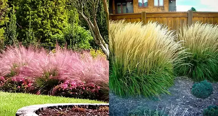 Rosehill Palms - How to Pick Plants for a Modern Landscape - Muhly Grass and Feather Reed Grass