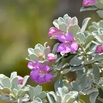 Purple flowers blooming on a silvery-green leafed shrub.