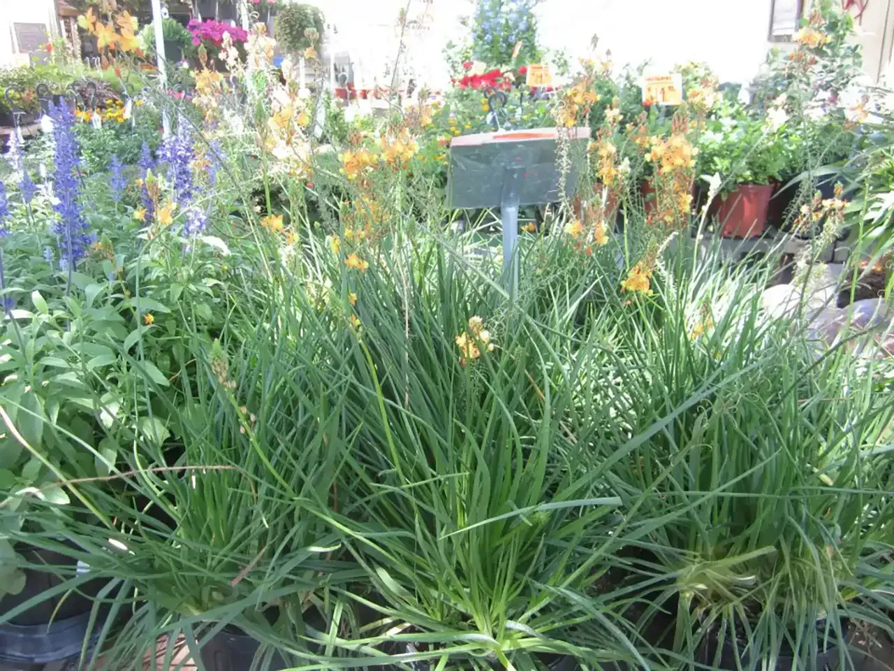 Clump of long, green grass with small yellow flowers; a sign is in front of the plant.
