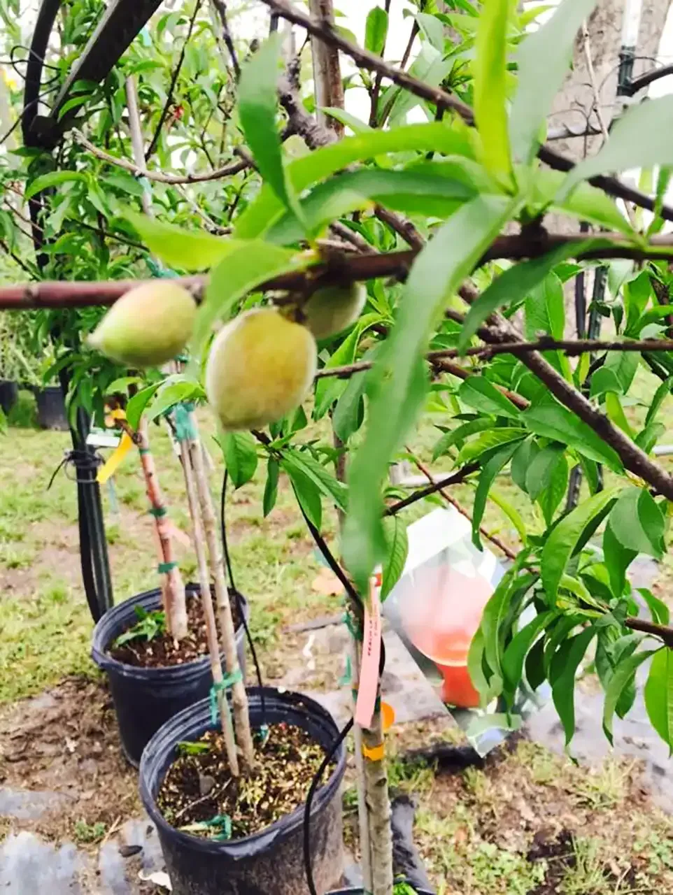 Peach tree branch with green peaches and leaves in pots.