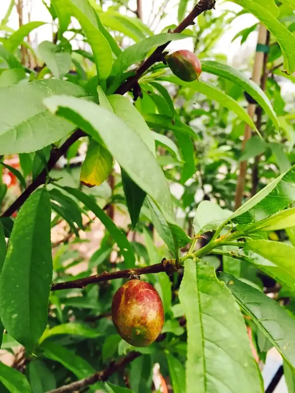 Peach tree with green leaves and ripening red and green fruit.