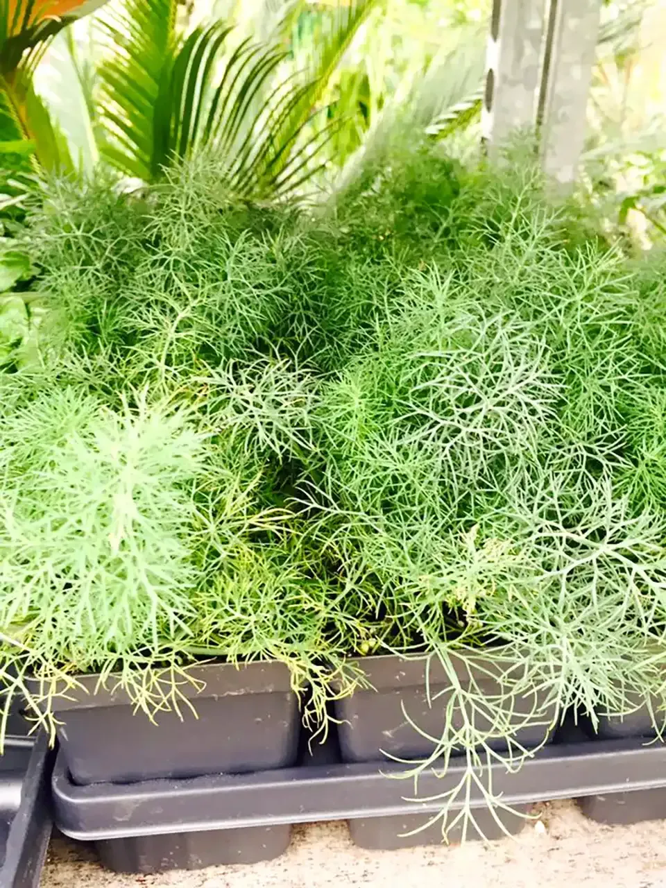 Dill plants in black containers, with feathery green leaves, in a greenhouse setting.