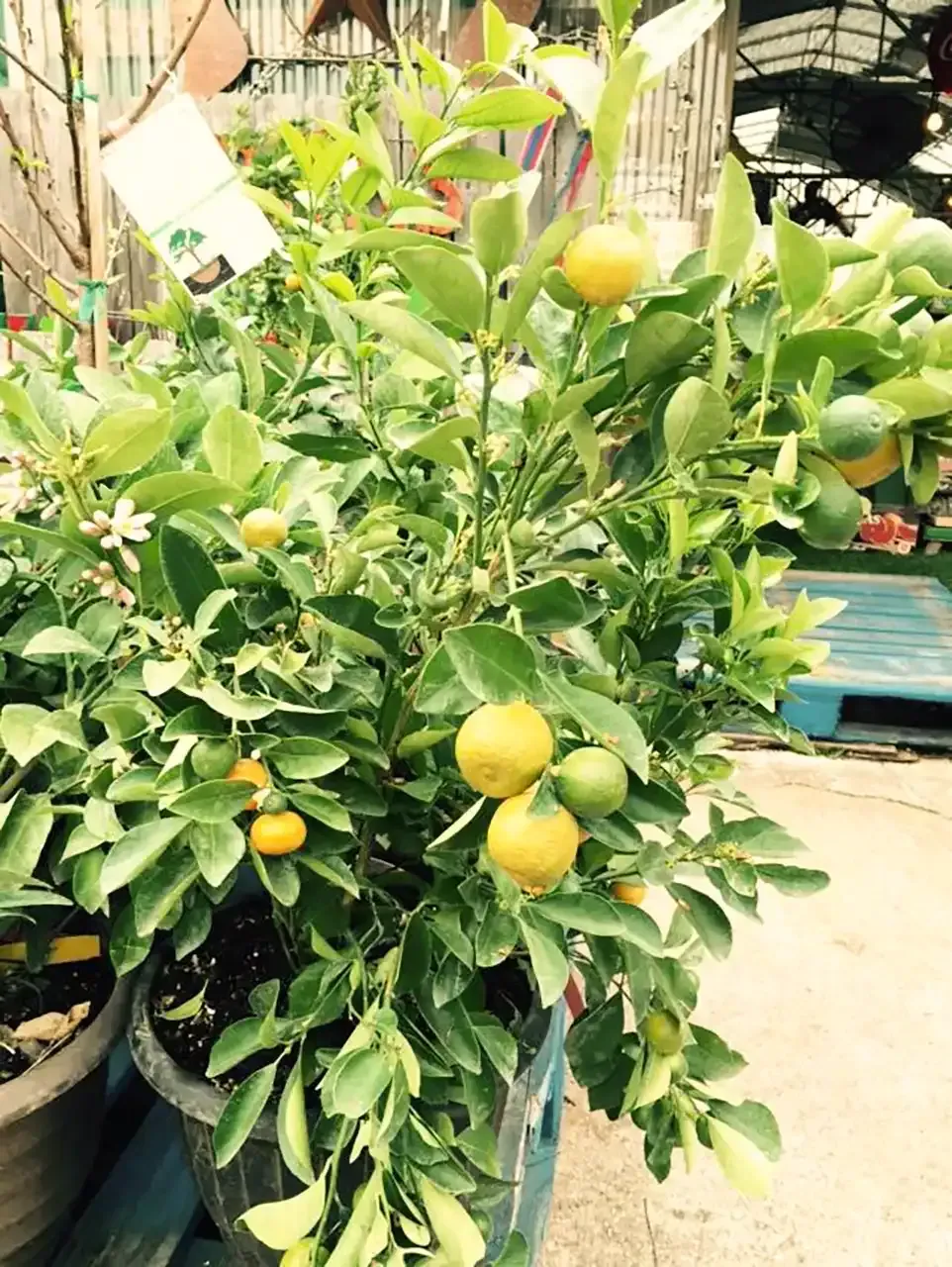 Lemon tree in a pot, with green leaves, yellow lemons, and a few small white flowers, outdoors.