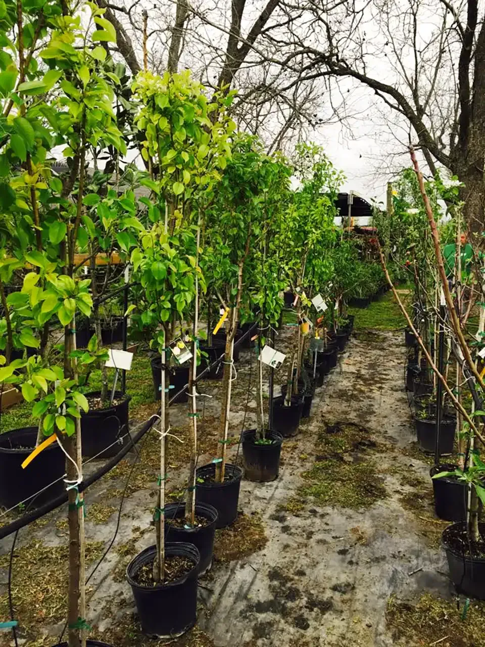 Rows of young trees in black pots at a nursery, with green leaves, under a cloudy sky.