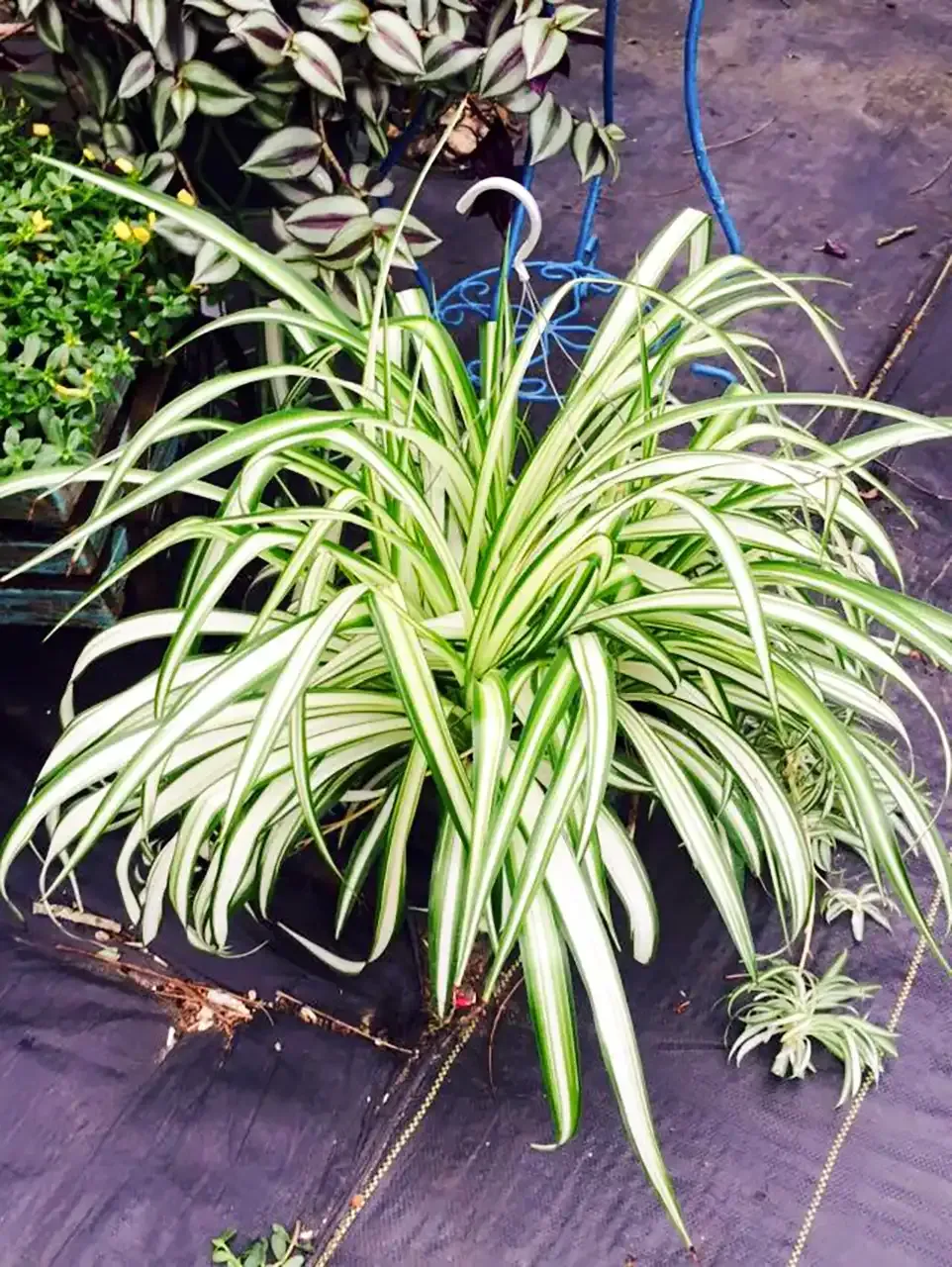 Spider plant with white-striped green leaves in a hanging basket, other plants in the background.