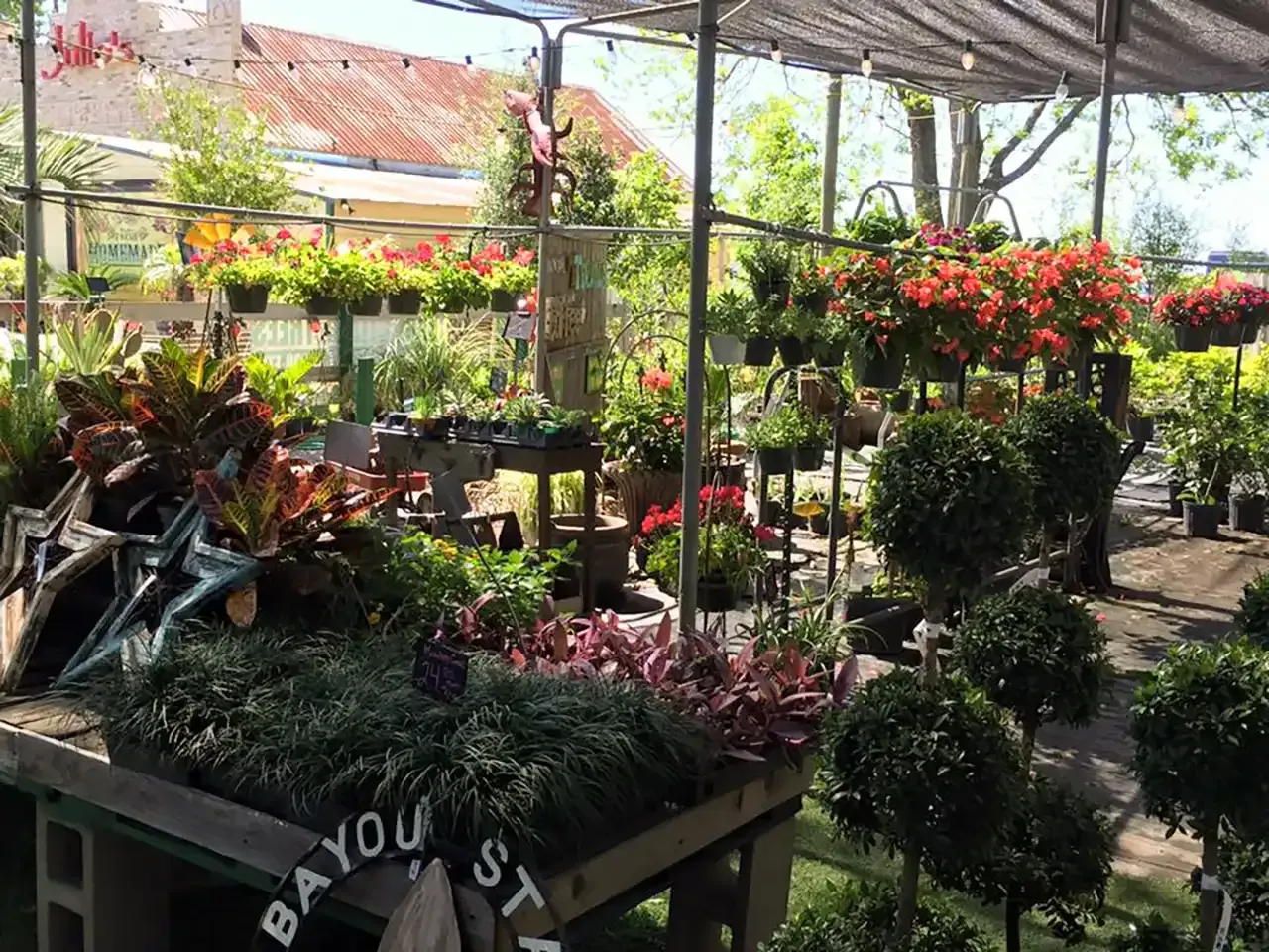 A sunny garden center with a variety of plants, including flowering and ornamental varieties.