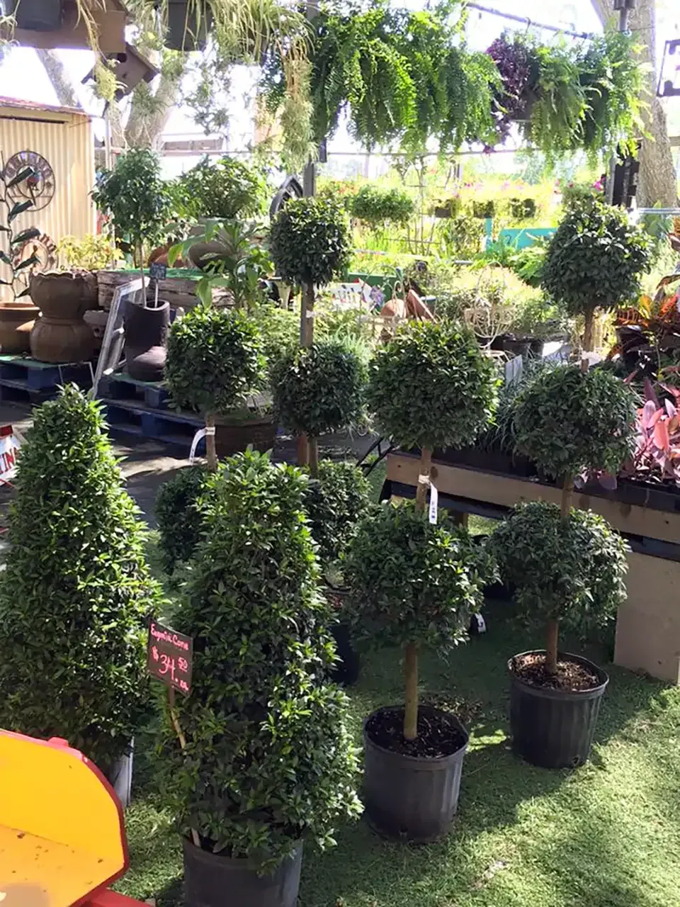 Various potted topiaries for sale at a plant nursery, including ball, cone, and tree shapes.