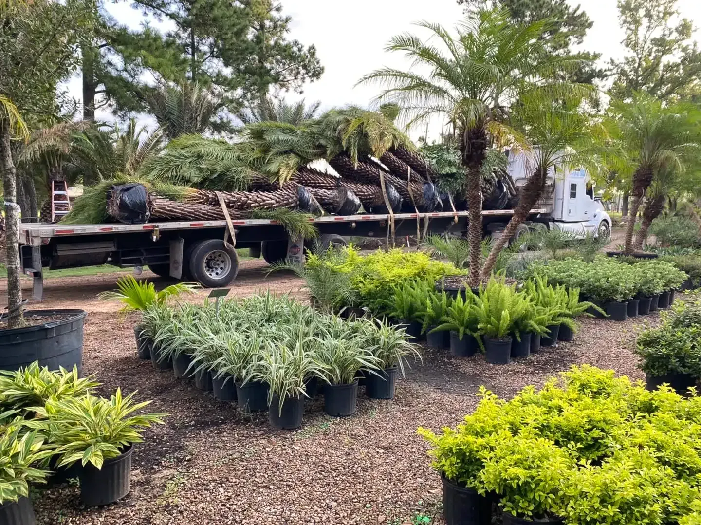 A truck loaded with palm trees at a plant nursery, with various potted plants in the foreground.