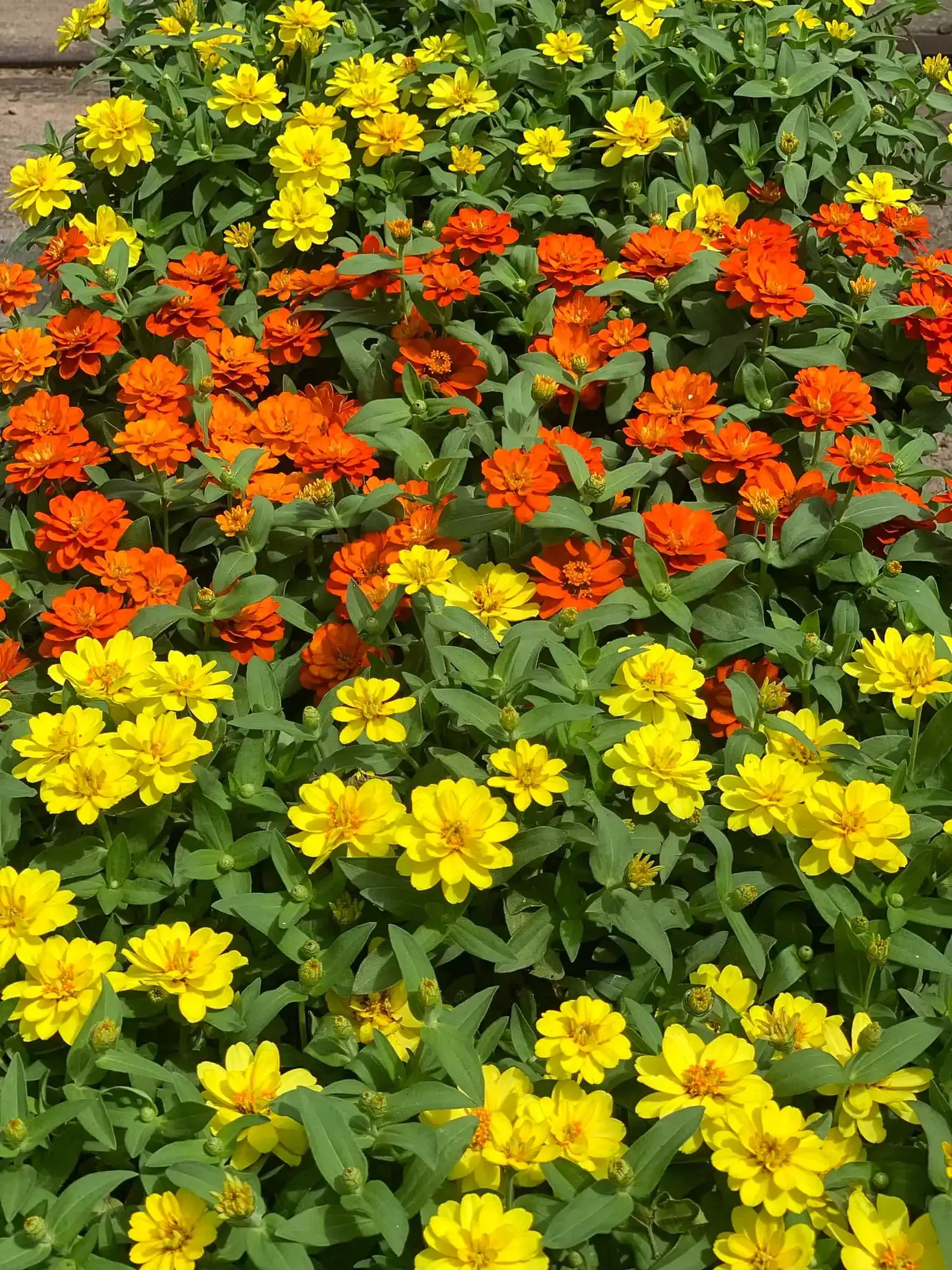 Rows of vibrant yellow and orange zinnias with green foliage.