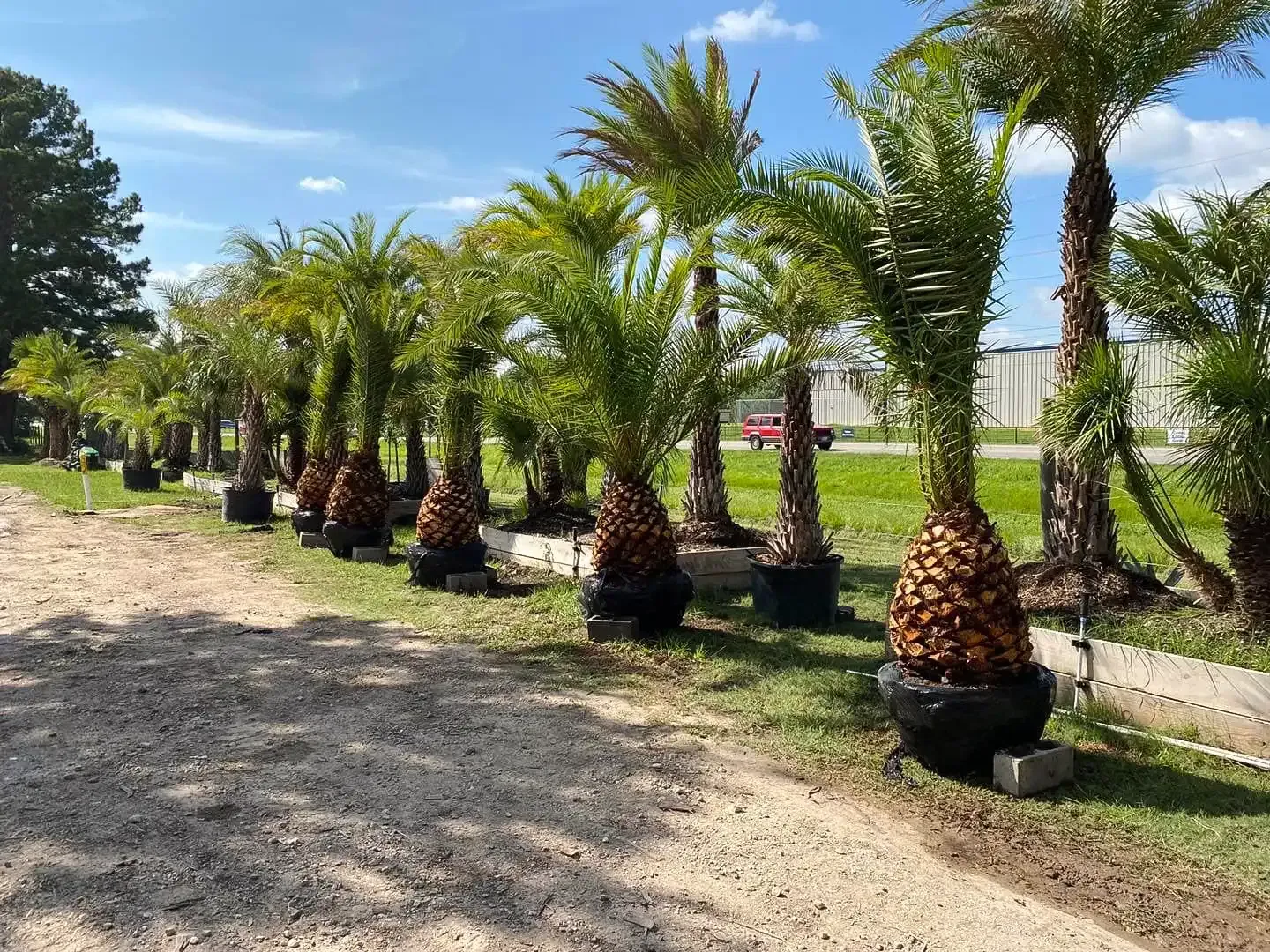 Row of potted palm trees on display at a nursery under a partly cloudy sky.