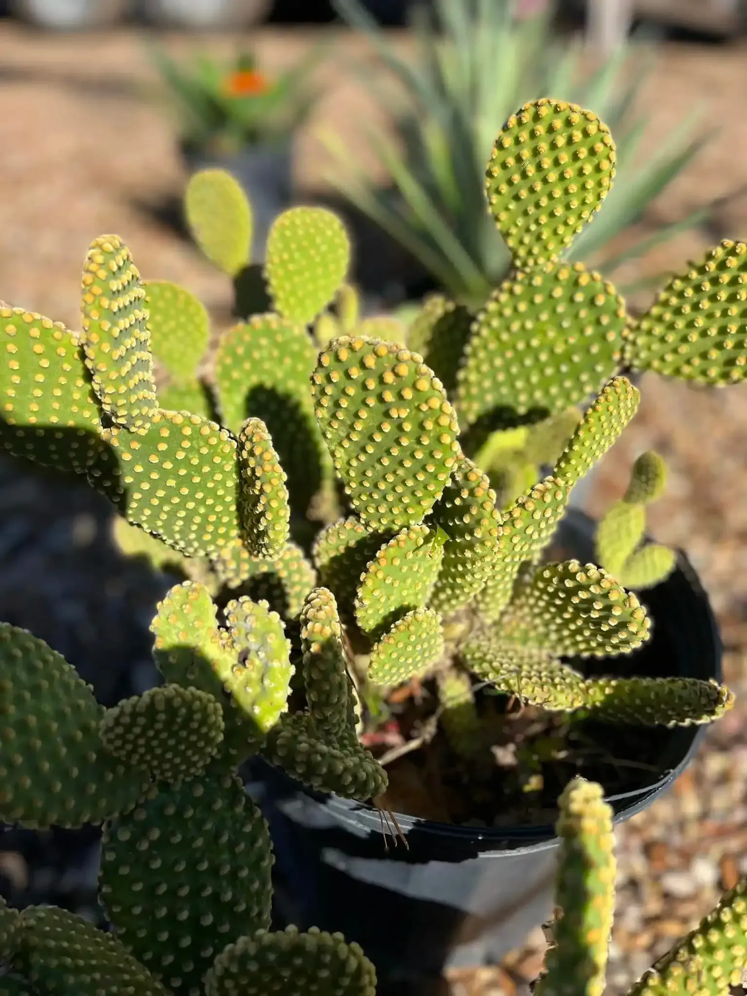 Cactus in a black pot with green, pad-like segments, visible in outdoor setting.
