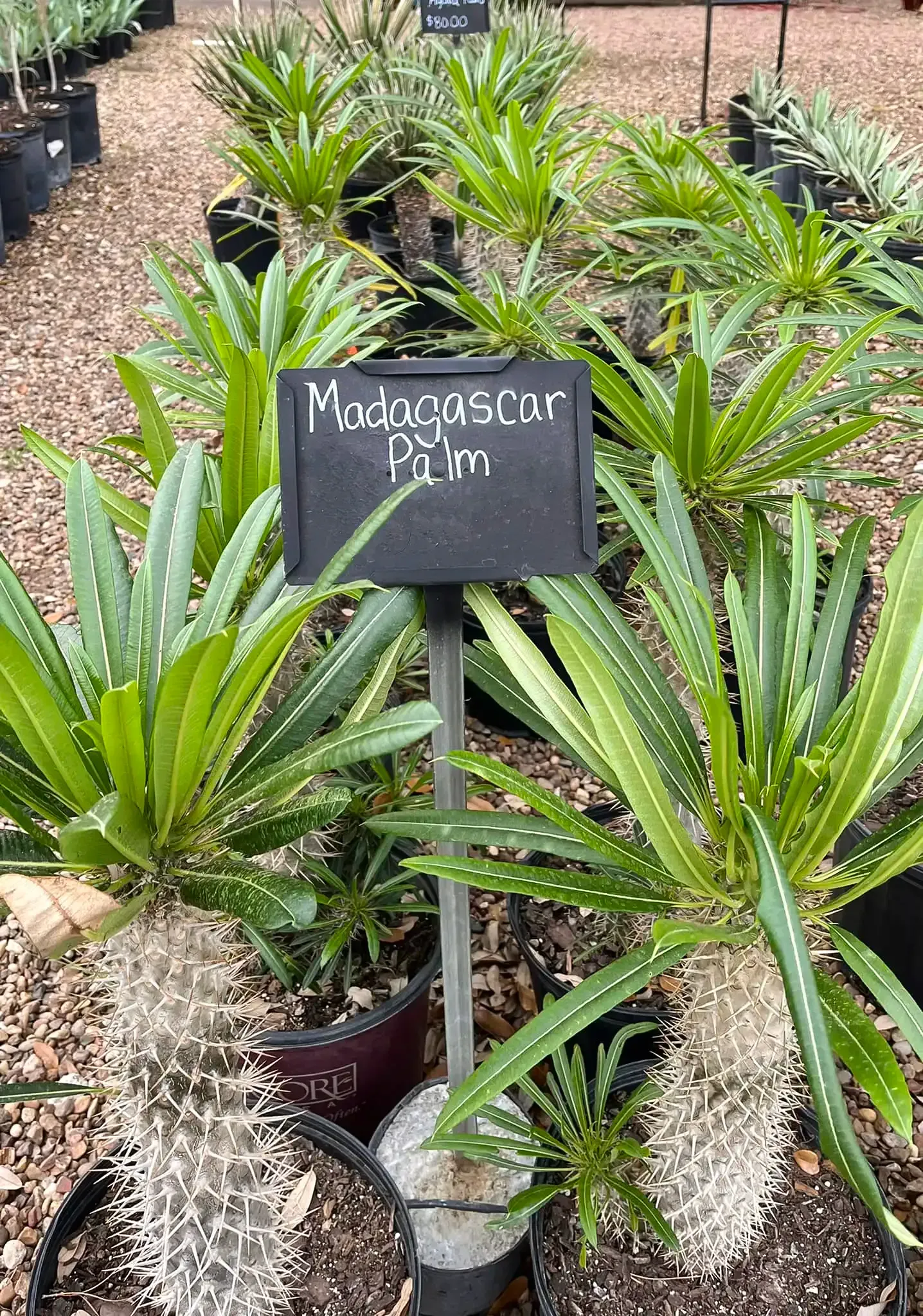 Madagascar palm plants in a nursery setting with a sign labeled
