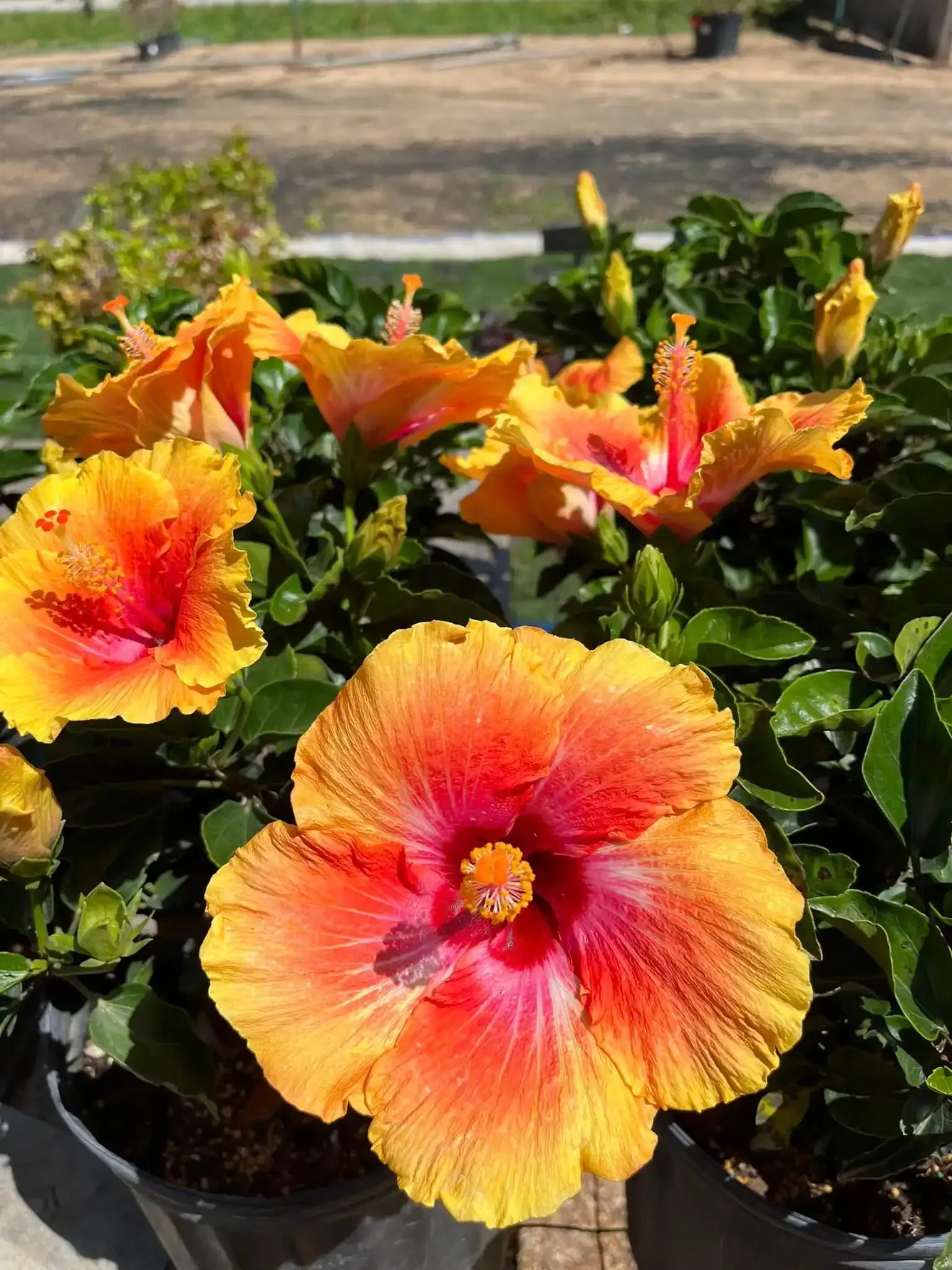 Orange and red hibiscus flowers blooming in a pot, with green foliage.