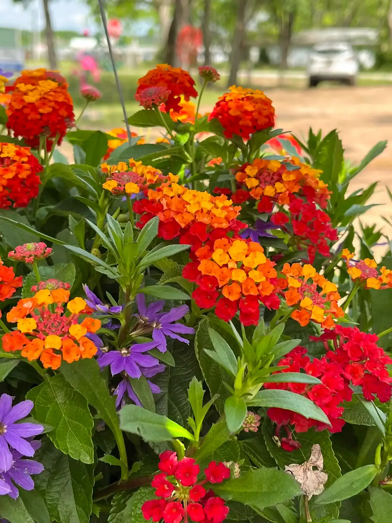 Bright orange, red, and purple flowers in a hanging basket, with green foliage.