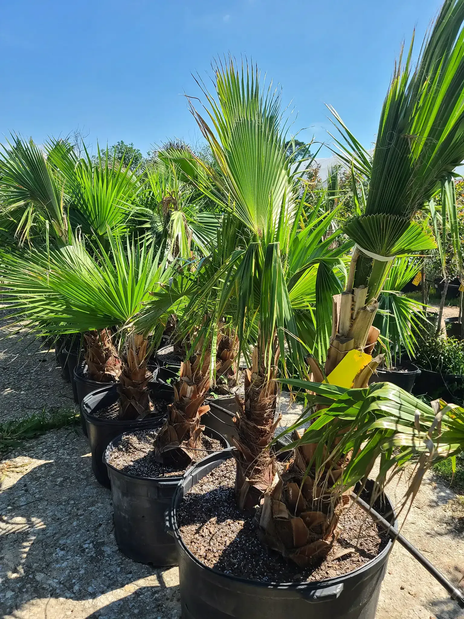 Palm trees in black pots, outdoors under a blue sky, sunlight.