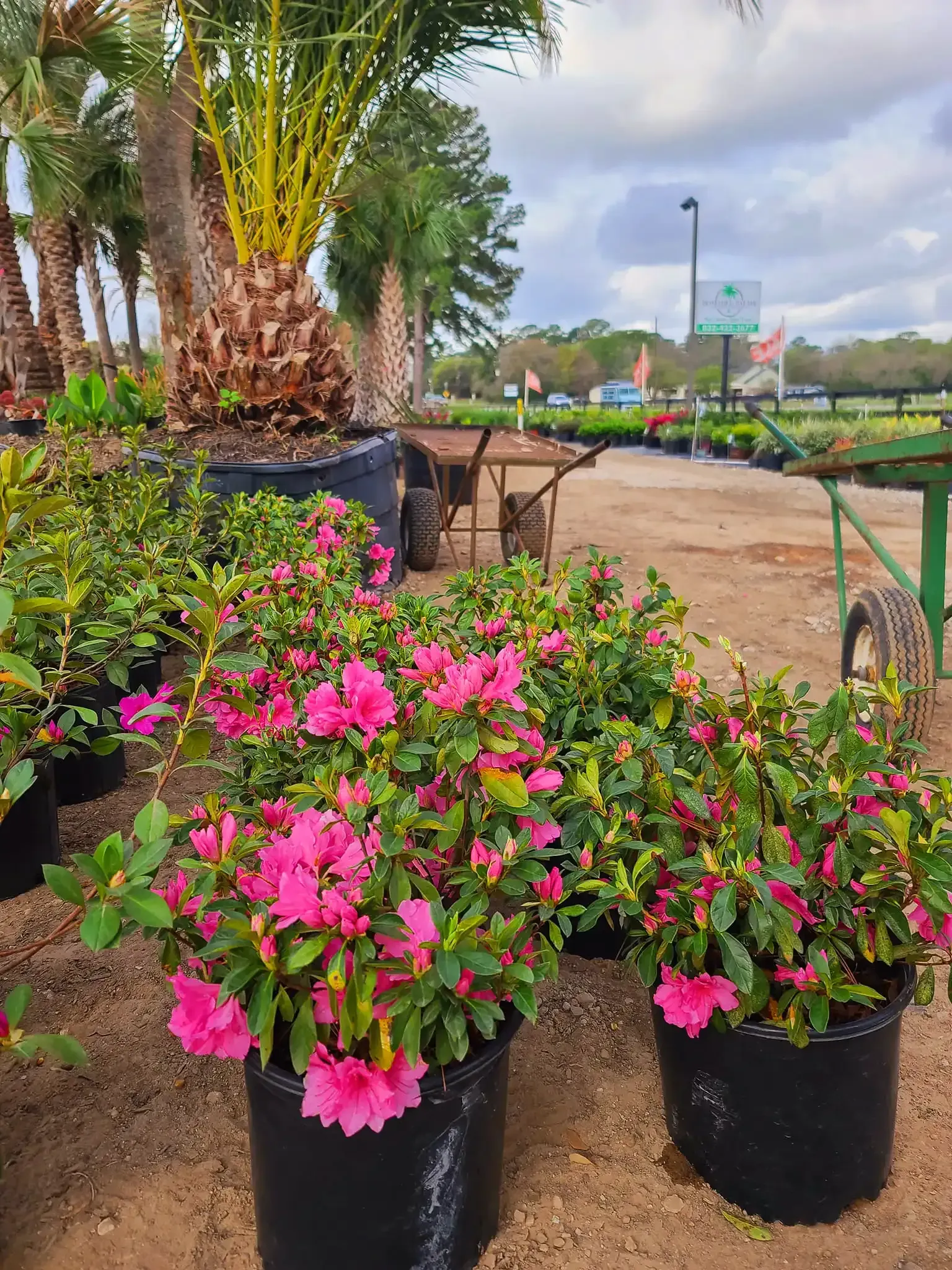 Pink flowering azaleas in black pots at a plant nursery, with other plants and palm trees in the background.