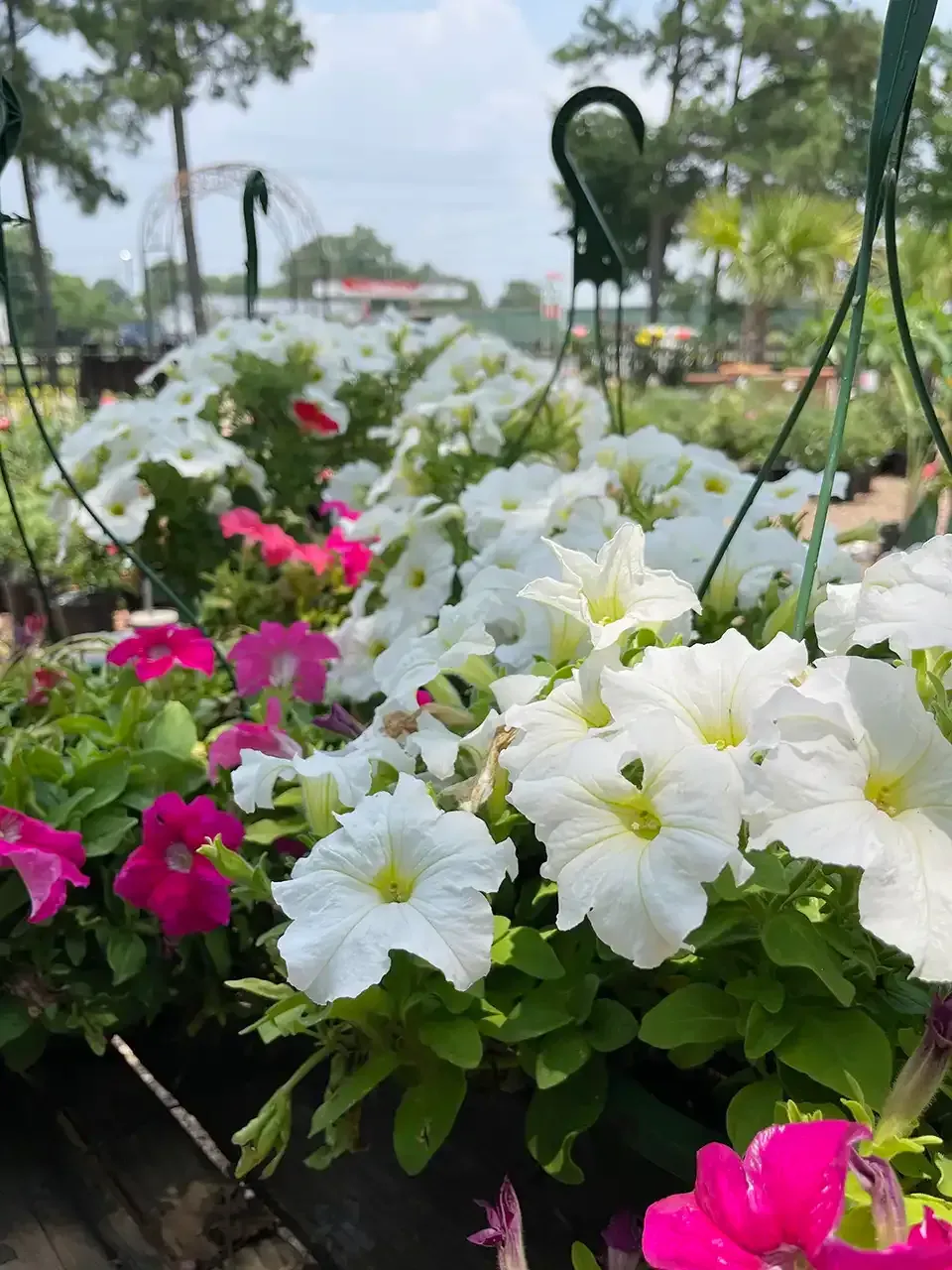 Rows of white and pink petunia hanging baskets at a nursery, trees in background.