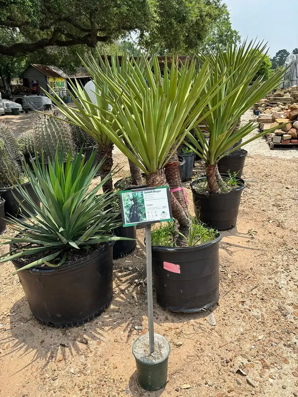 Potted Yucca plants with stiff, spiky green leaves for sale at a nursery.