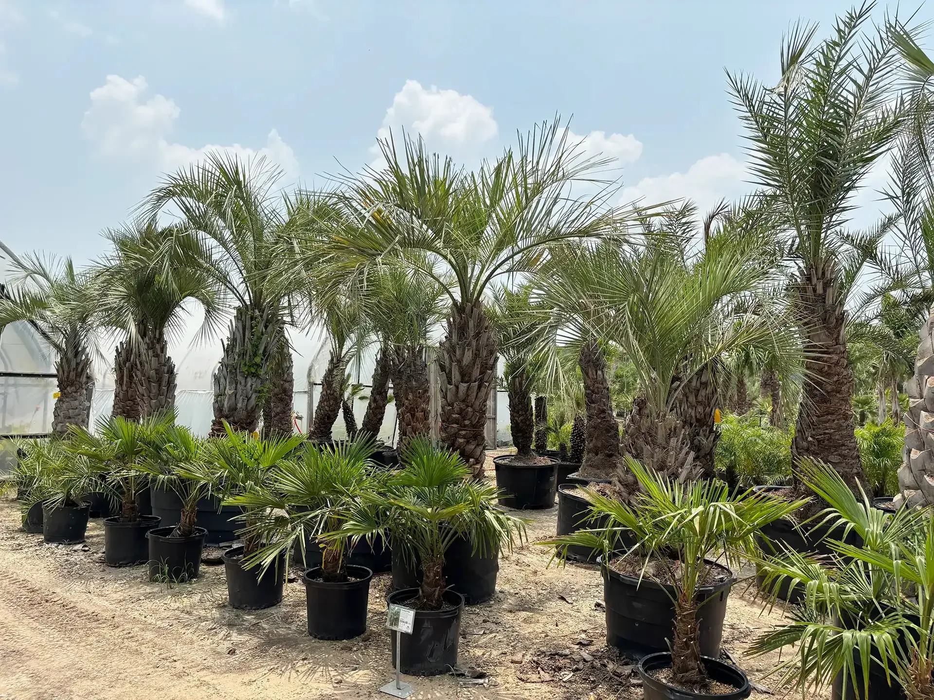 Palm trees in black pots, outdoors on a sunny day. Large trees in the background, smaller ones in front.